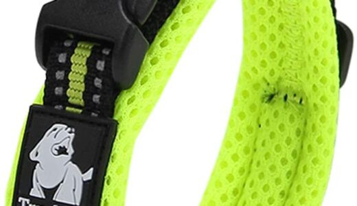 【2024年4月】おすすめの犬用首輪10選