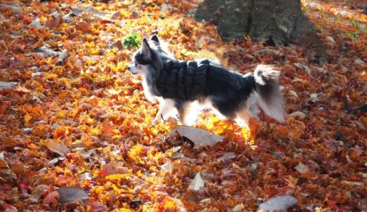 【2024年4月】老犬におすすめ市販のドッグフード10選