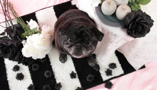 【2024年4月】パグにおすすめのドッグフード10選