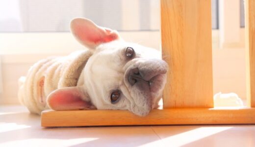 【2024年4月】フレンチブルドックにおすすめのドッグフード10選