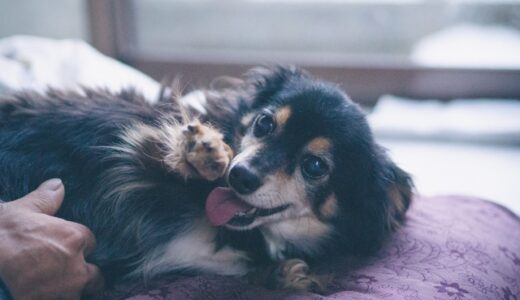 【2024年4月】軟便な老犬におすすめのドッグフード10選