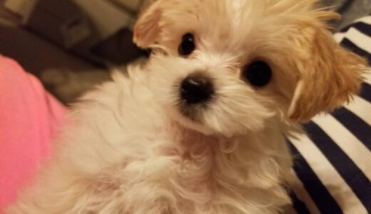 【2024年4月】マルプーにおすすめのドッグフード10選