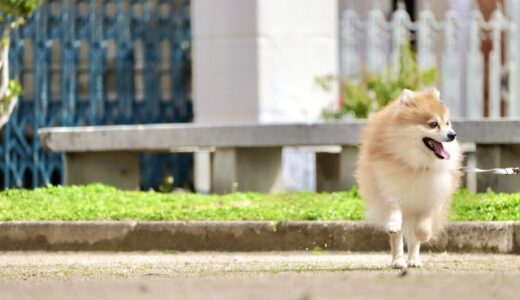 【2024年4月】ポメラニアンにおすすめのドッグフード10選