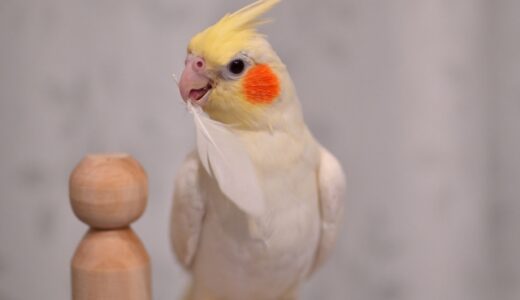 【2024年4月】オカメインコの飼育におすすめの空気清浄機10選