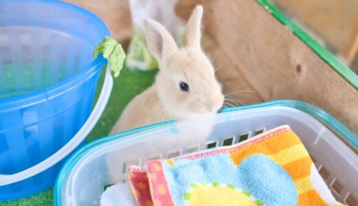 【2024年4月】うさぎの飼育におすすめの空気清浄機10選