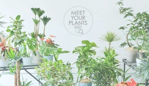 【口コミ】クーポンはある？AND PLANTSの評判から入会方法まで徹底解説！！