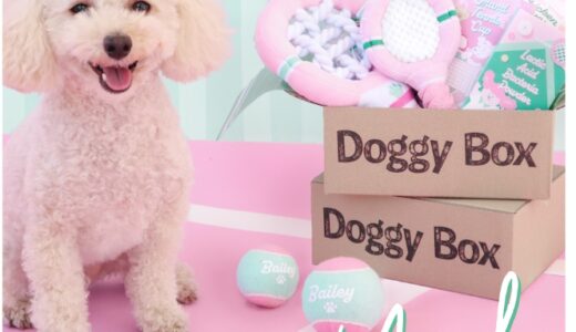 【口コミ】クーポンはある？ドギーボックスの評判から入会方法まで徹底解説！！